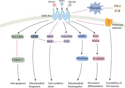 The Emerging Role of Neuropeptides in Parkinson’s Disease